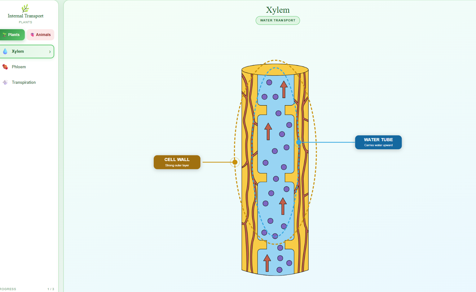 Internal Transport in Plants and Animals